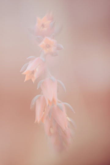 Pretty in Peach
