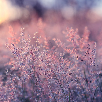 Pretty in Pink