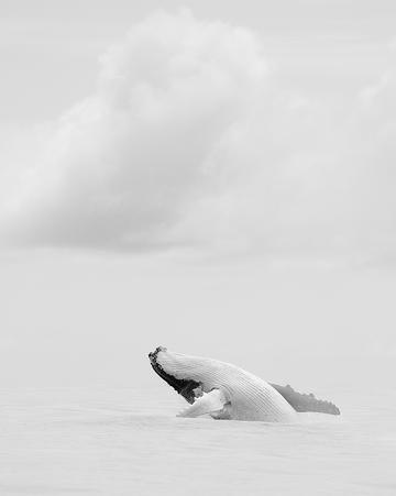 Purity