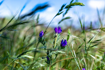 Purple Flowers