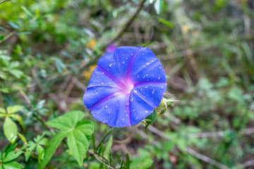 Purple Rain