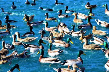 Puzzel Ducks