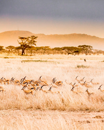 Kudu