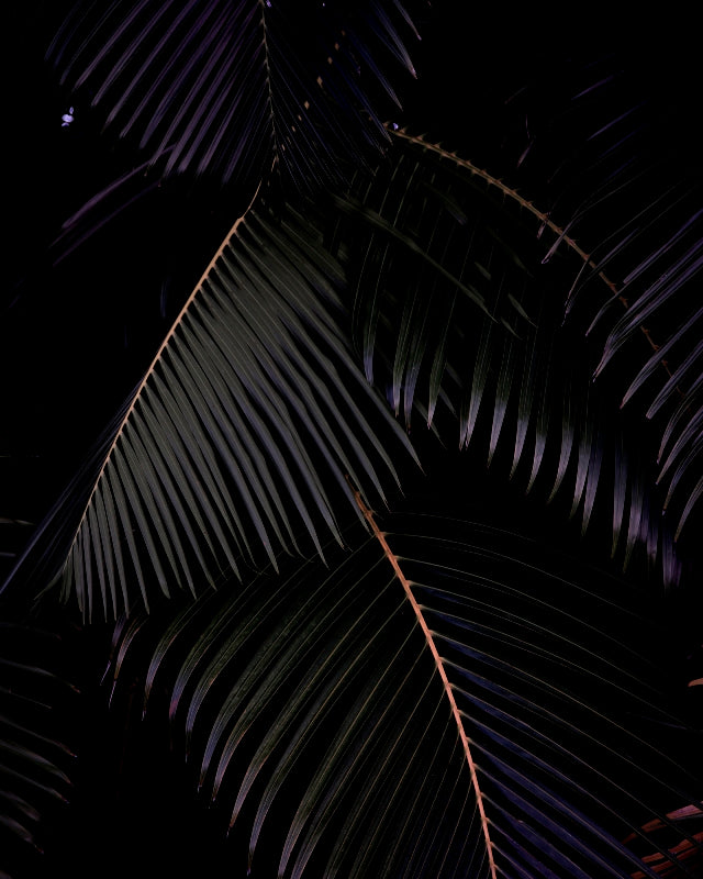 Lush Palms
