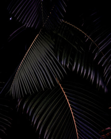Lush Palms