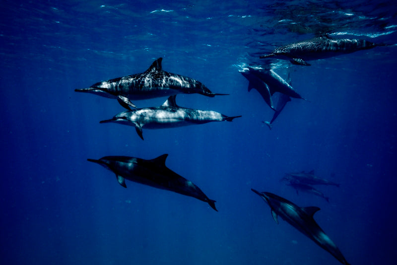 Majestic Creatures