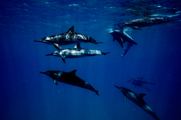 Majestic Creatures