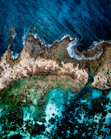 Reef Ants