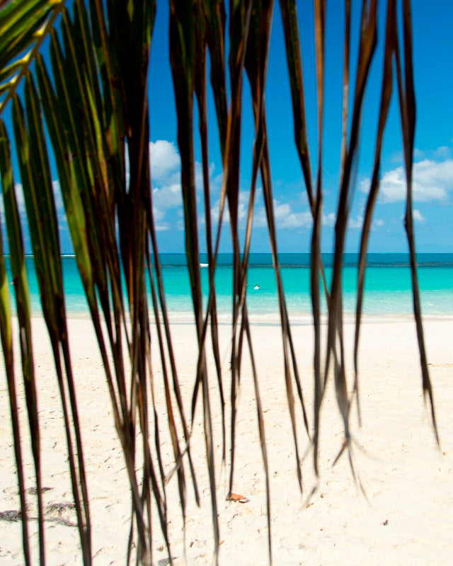 Tropical Bliss