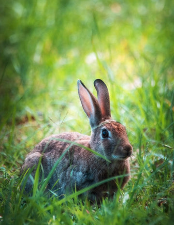 Rabbit in plain sight