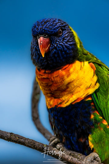 Rainbow flyer