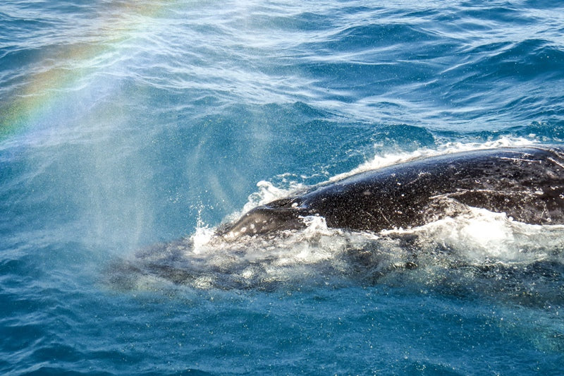 Rainbow Spray