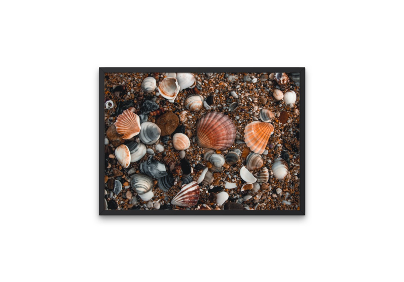 Rainbow of Shells