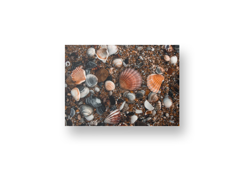 Rainbow of Shells
