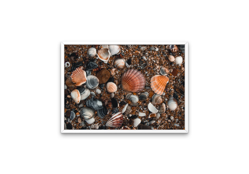 Rainbow of Shells