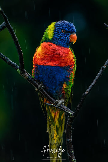 Rainy Day