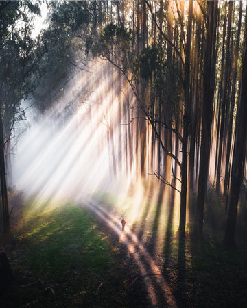 Rays of Light