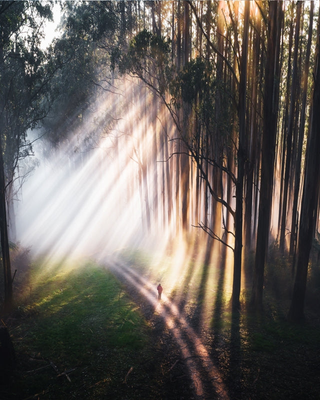 Rays of Light