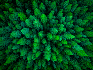 Redwood Forest