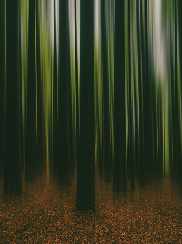 Red Wood Forest | Victoria