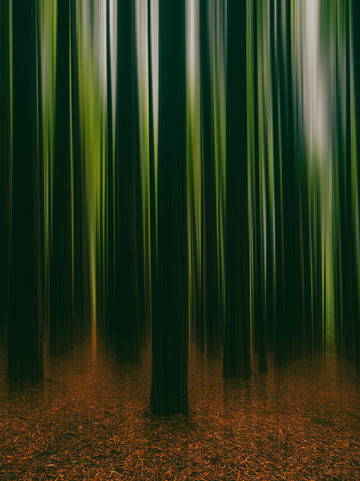 Red Wood Forest | Victoria