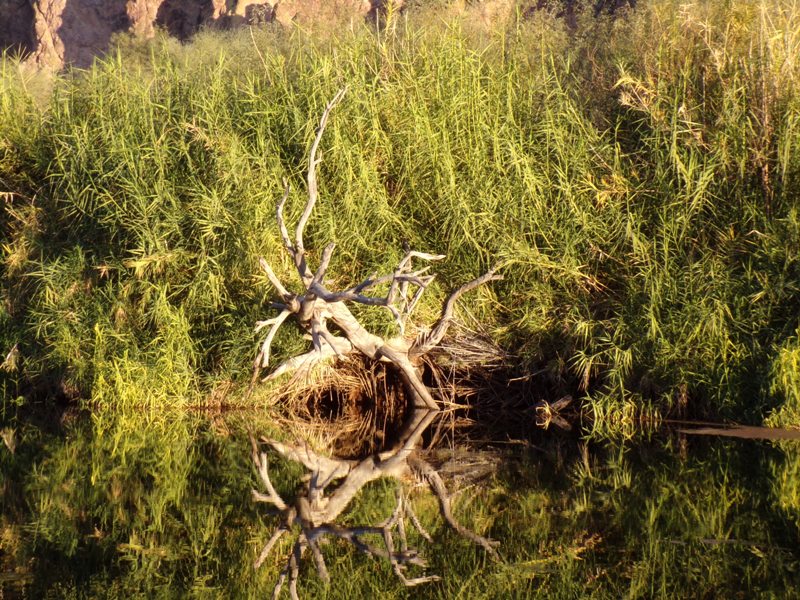 Reflection