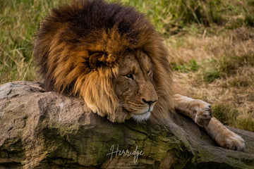 Relaxing