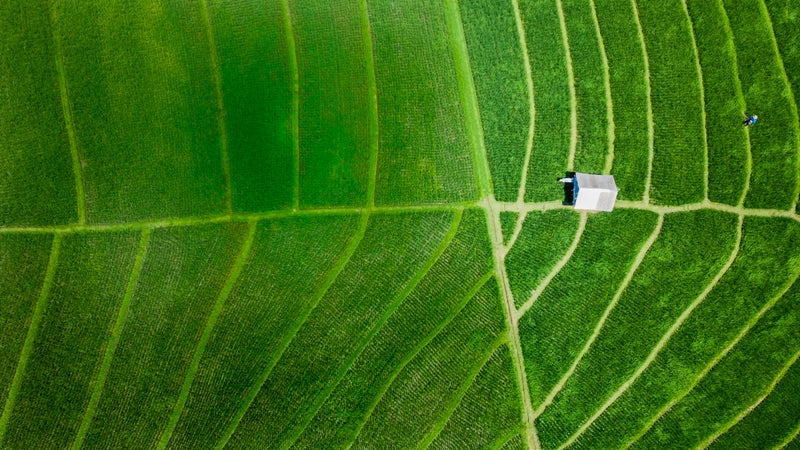 Rice Fields