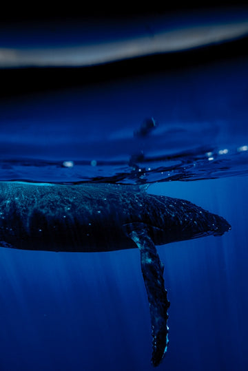 Mama Humpback Moorea