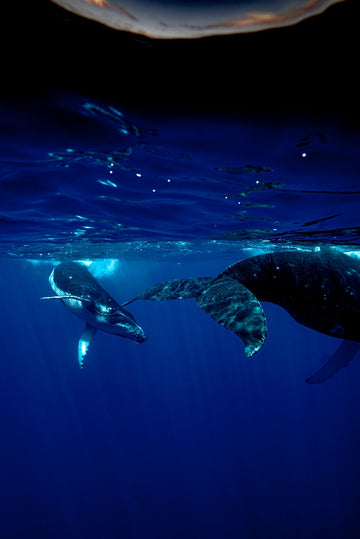 Mama and Calf Moorea