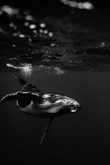 Curious Calf BW
