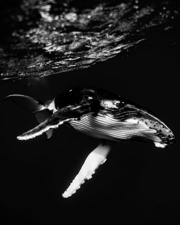 Whale Eye