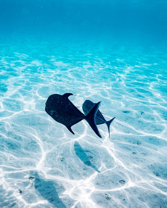 Tropical Fish
