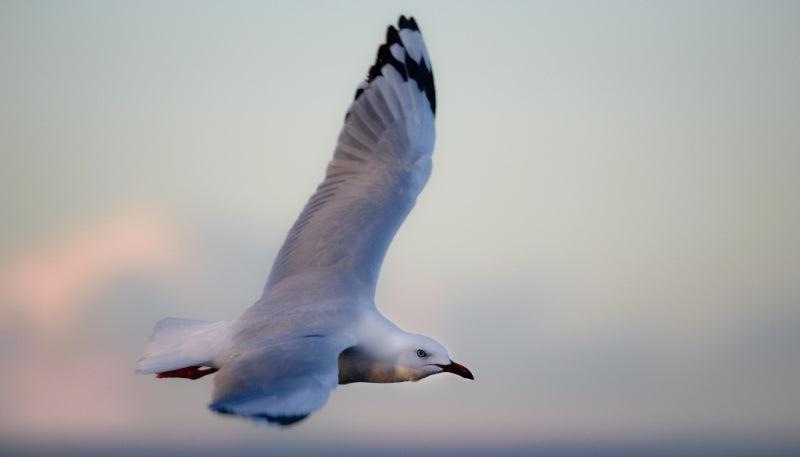 Bird In Flight