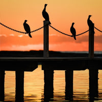Dawn Birds