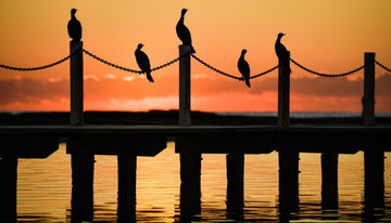 Dawn Birds