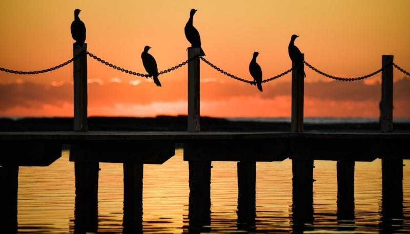 Dawn Birds