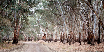 River Gums