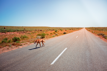 Road to nowhere