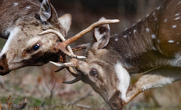 Rutting Deer