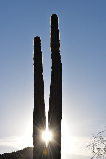 Saguaro cactus