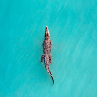Salt Water Crocodile, Willie Creek, Broome