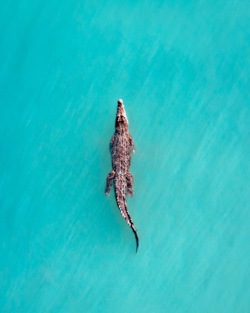 Salt Water Crocodile, Willie Creek, Broome