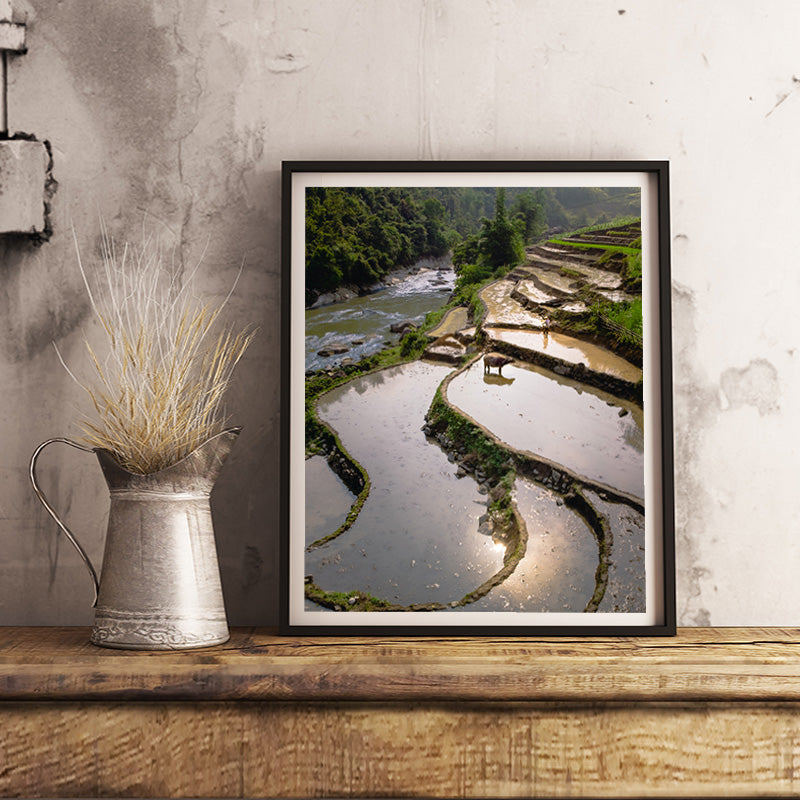 Sapa rice terraces with buffalo in Vietnam