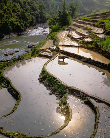 Sapa rice terraces with buffalo in Vietnam
