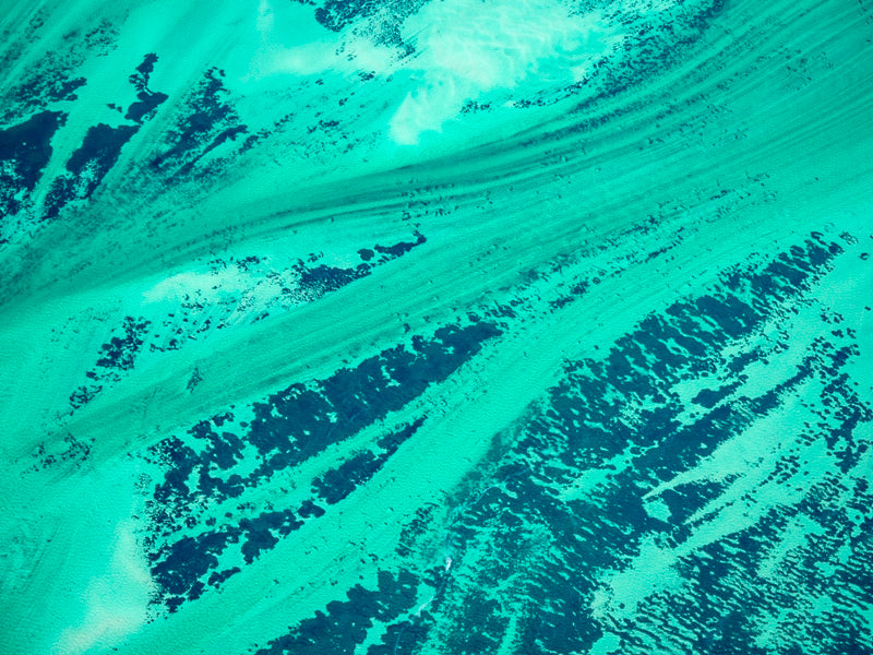 Sea Grass Shark Bay