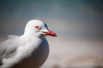 Seagull