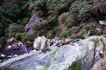 Seal Rock