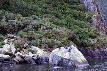 Seals by Milford