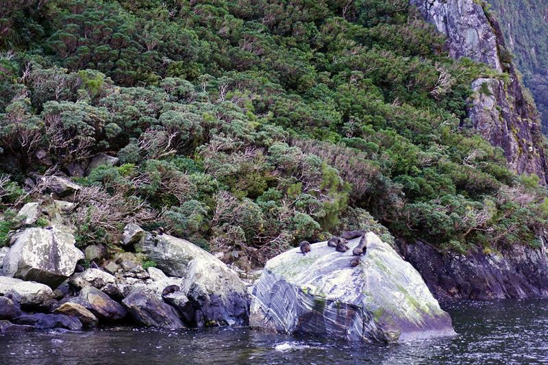 Seals by Milford